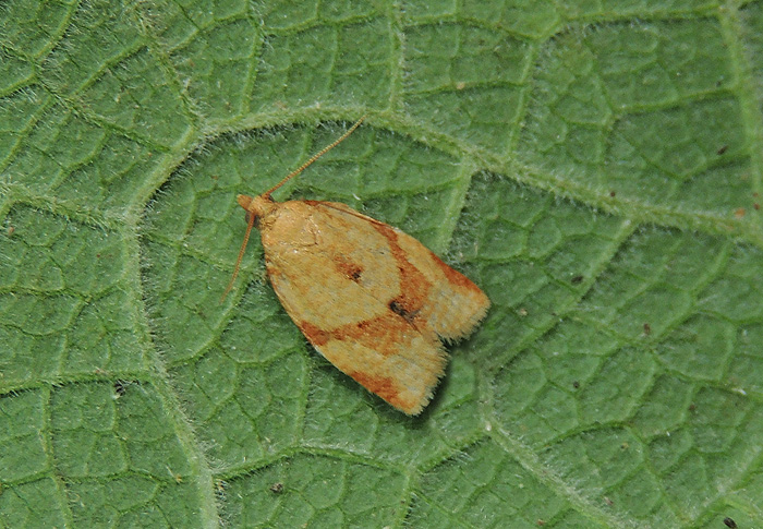 Clepsis consimilana Tortricidae